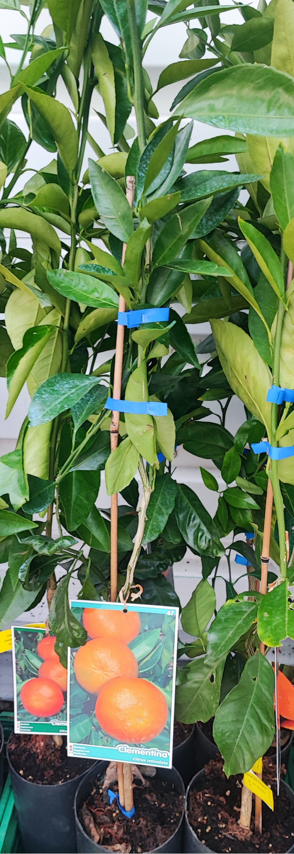 Arbre fruitier Clémentinier