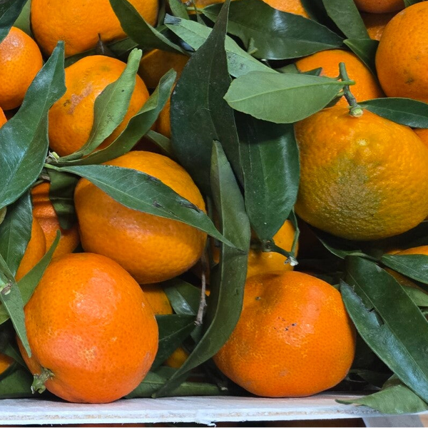 Clémentine corse