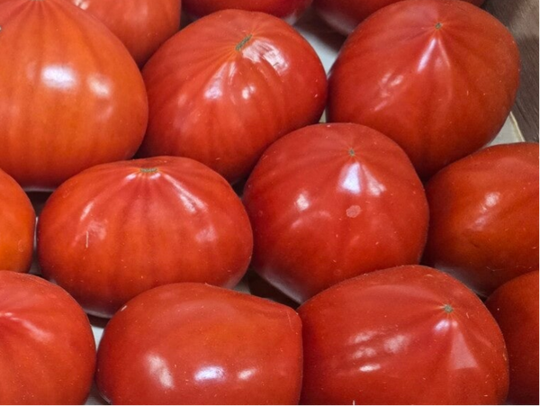 Tomate coeur de boeuf