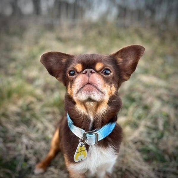 Halsband Crystal Glam