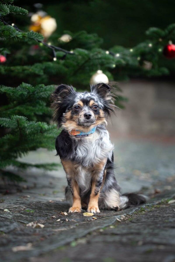 Halsband Holly Jolly