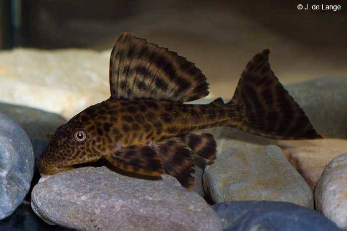Pleco.jpg