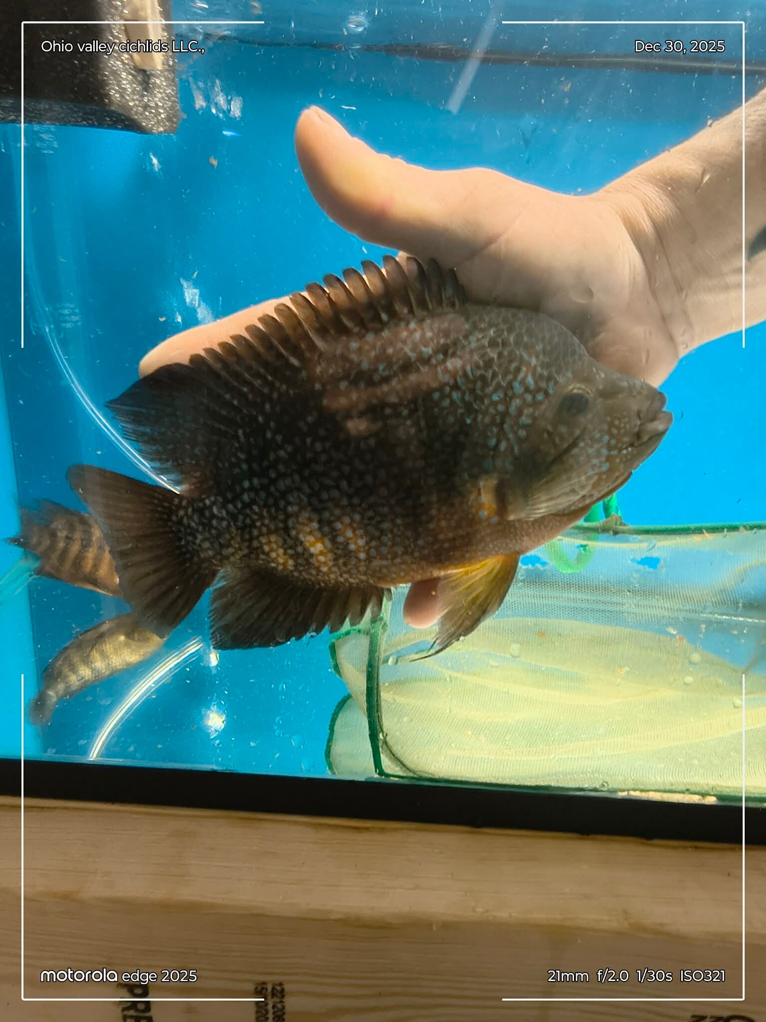 green texas X blood parrot