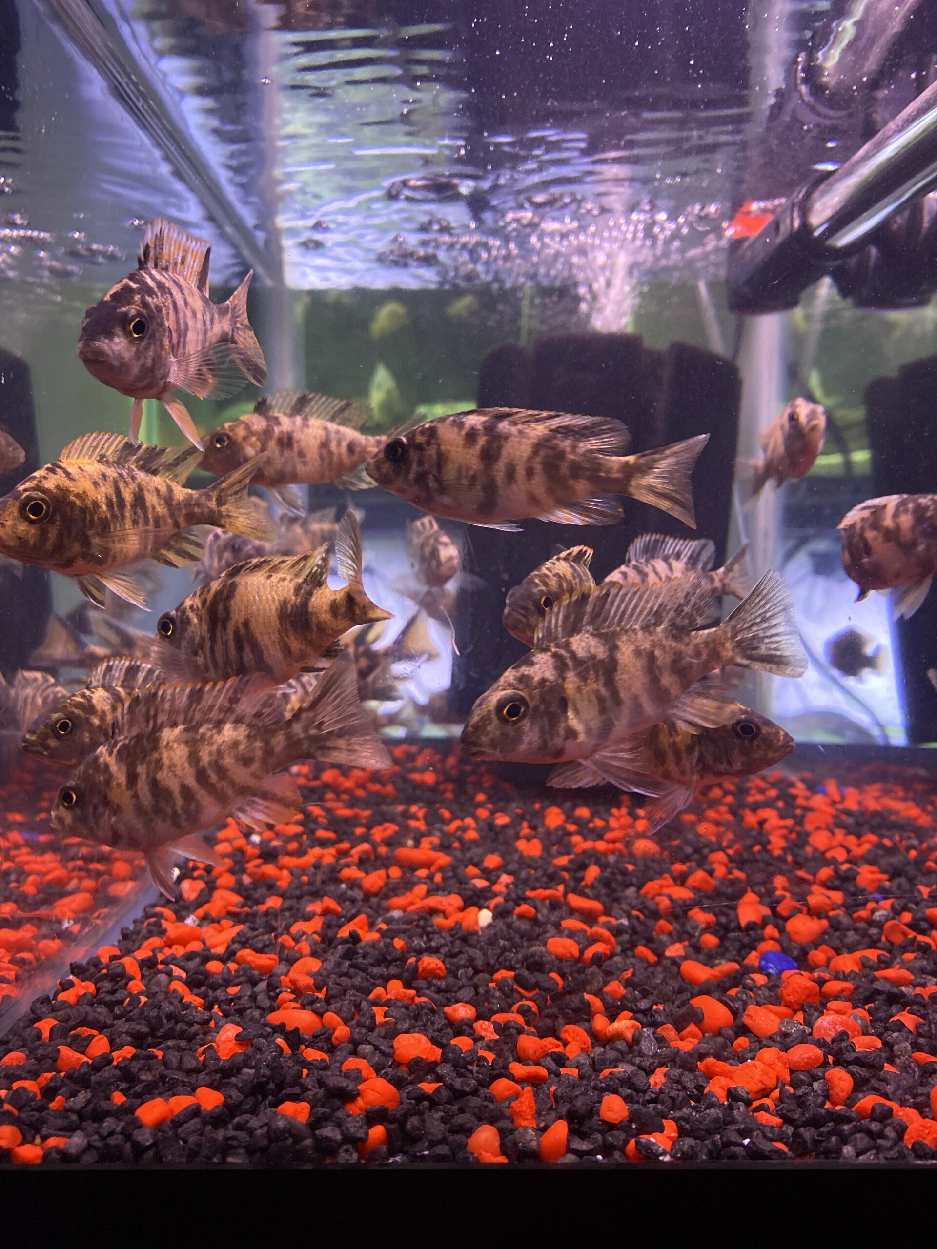 assorted african cichlids