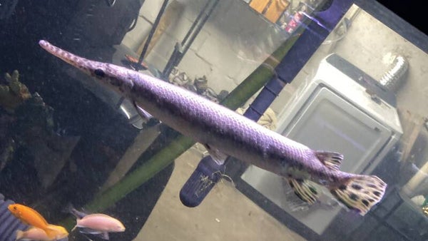 Florida gar