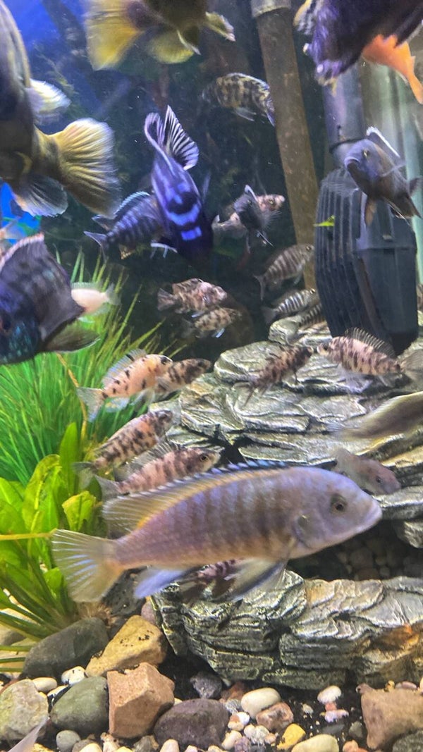 fry pack