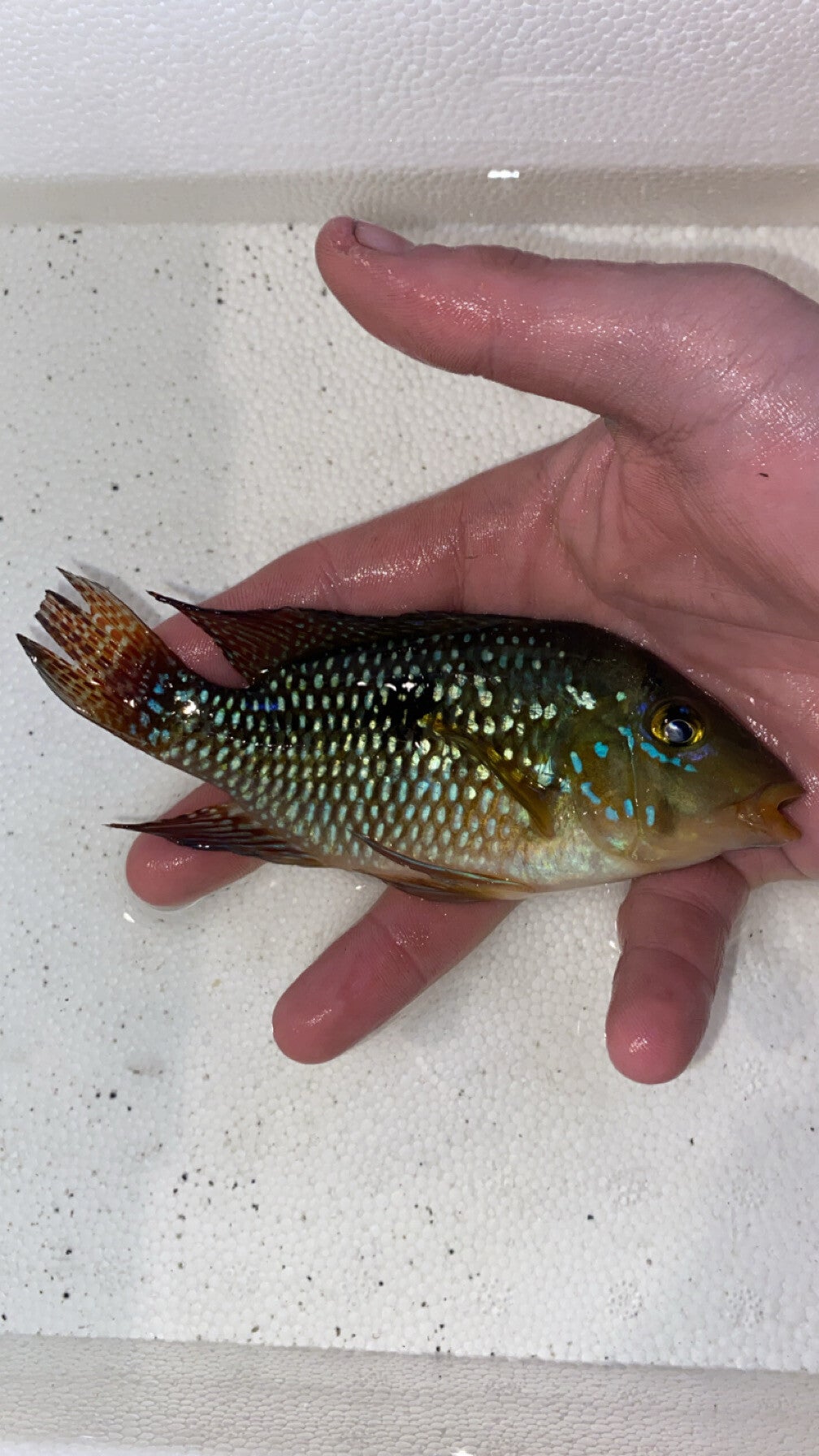 Brazilian Geophilus Cichlid