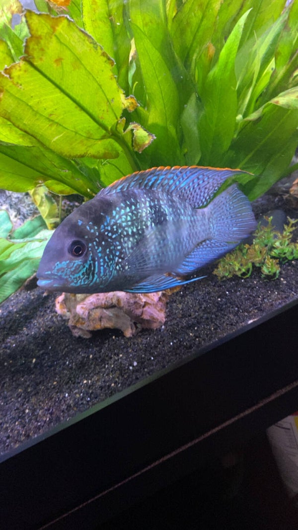 blue acara