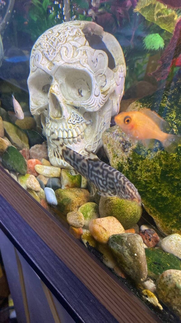 YoYo loach