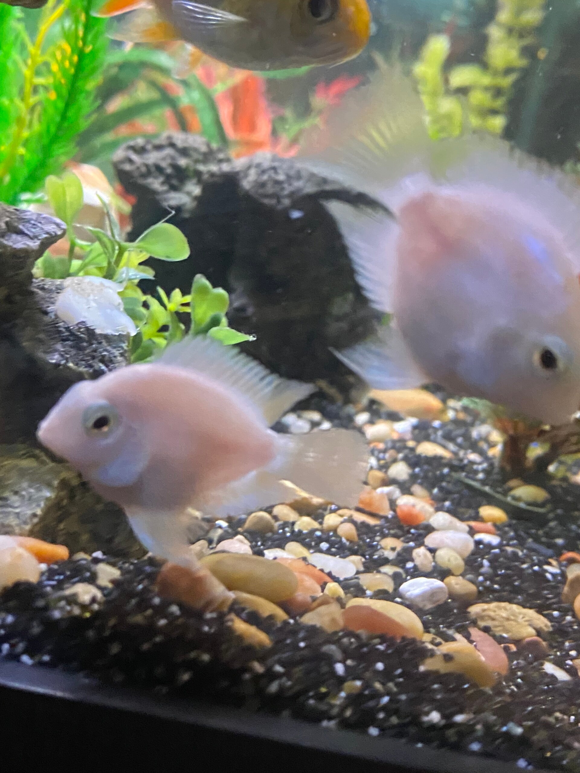 Platinum Parrots