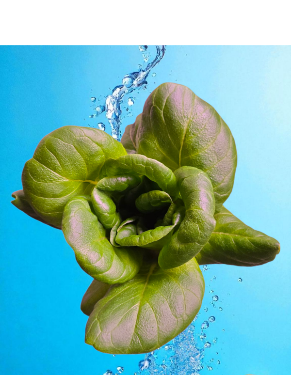 Salanova Green Butter Lettuce 8oz bag