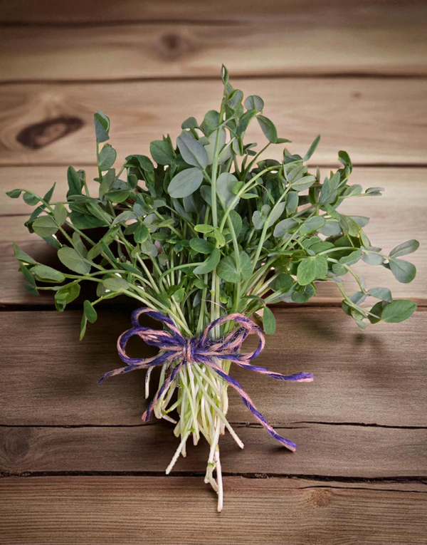 Pea Shoots 1.5 oz