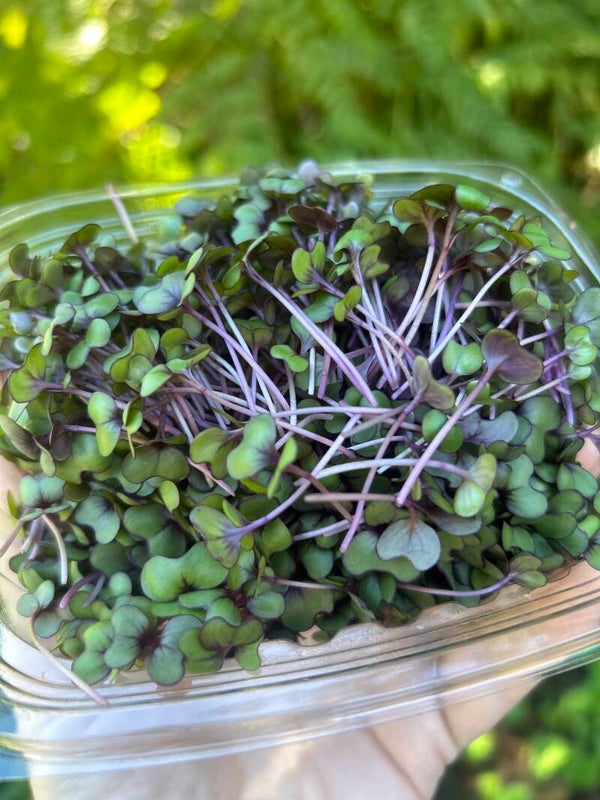 Cabbage Microgreens 2.5 oz
