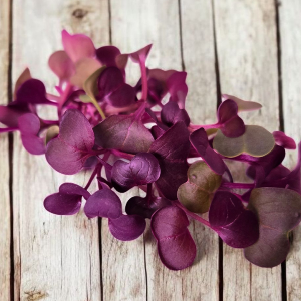 Radish Microgreens 2.5oz