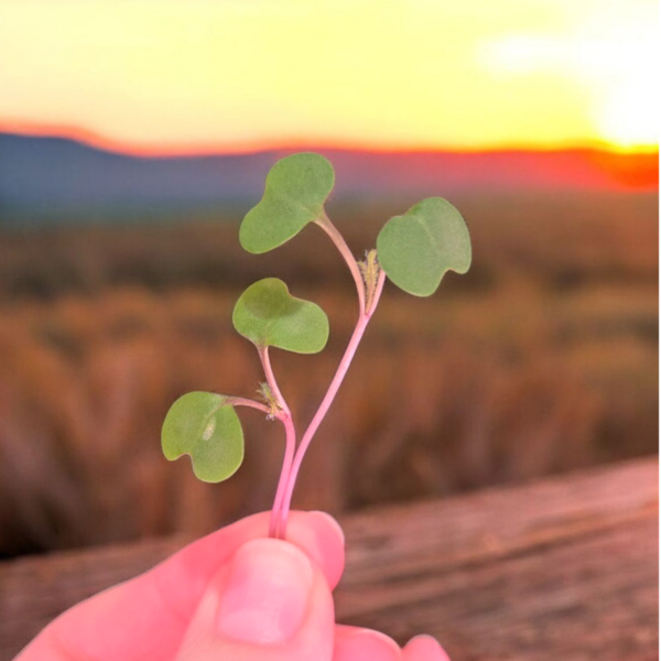 Kale Microgreens 2.5oz