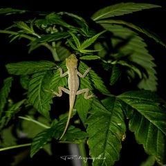 dsc_0004-standard-87hyii.jpg