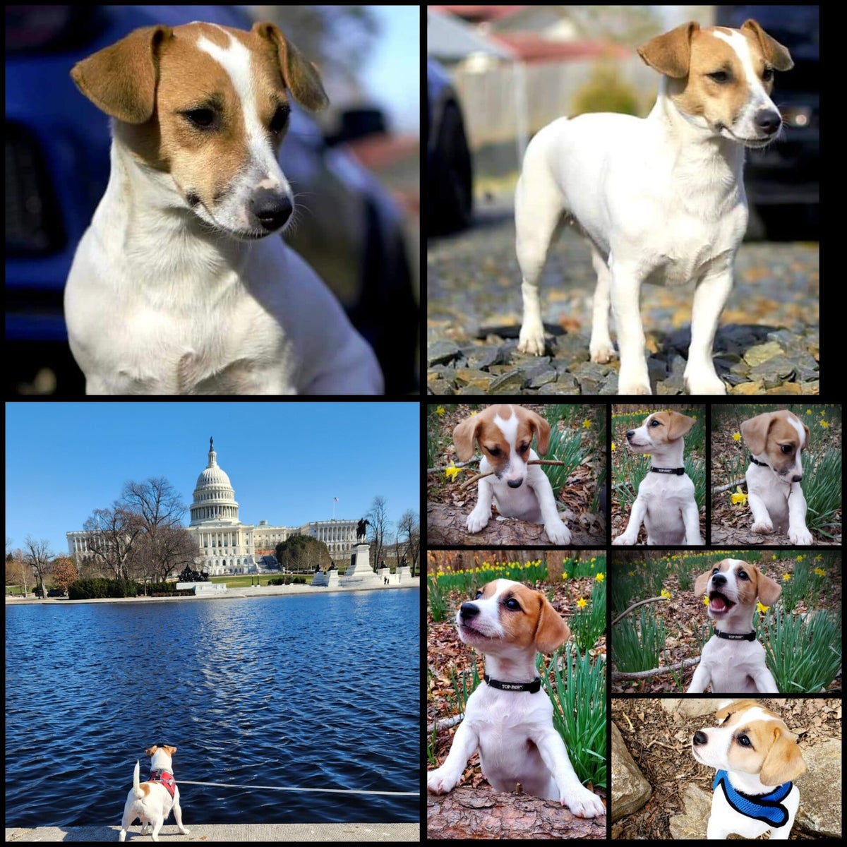 Jack Russell Terrier Adoption in Altoona, PA: Jack Russell Terrier Puppies for Sale in Altoona Jack Russell Terrier Adoption in Altoona, PA: Jack Russell Terrier Puppies for Sale in Altoona