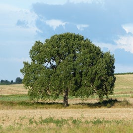 p1150436-standard.jpg
