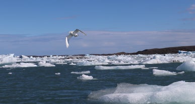 Gletscherlagune Jökulsárlón Island