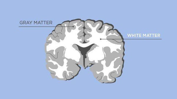 The Grey Matter Theory {Original Theory Paper}