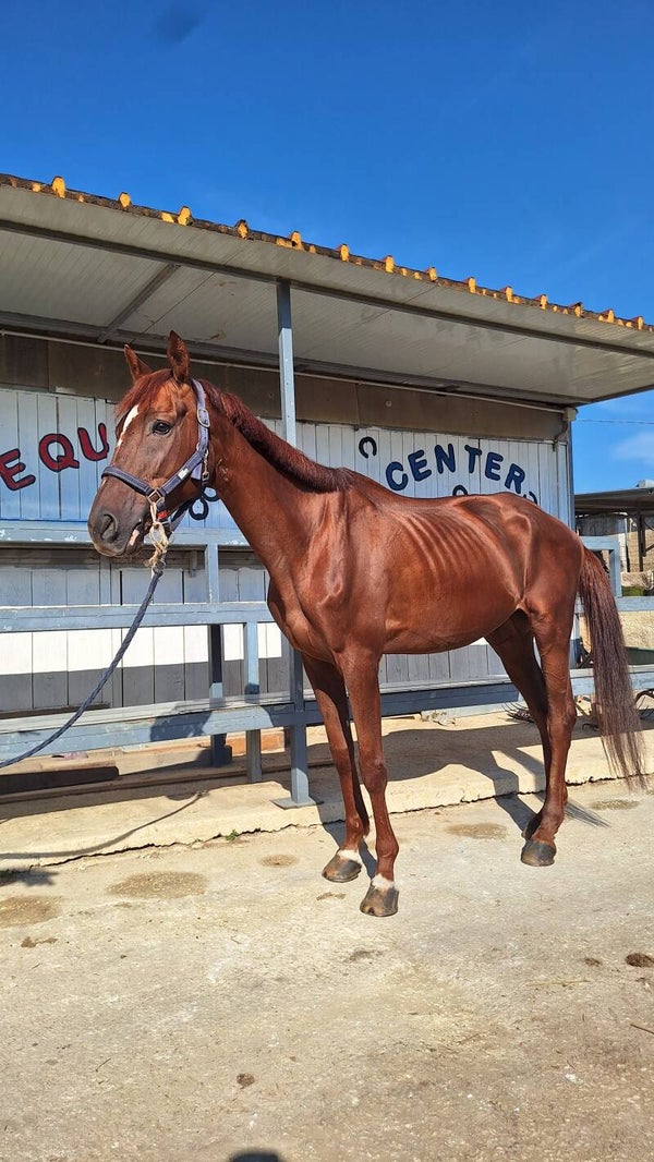 Cavallo Da Salto