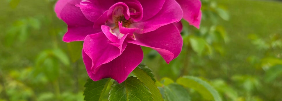 Flowers representing new life, hope, growth, change, transition, flourishing, healing, wellness