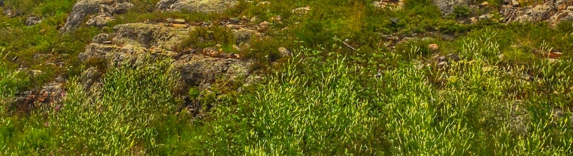 Nature representing new life, hope, growth, change, transition, flourishing, healing, wellness