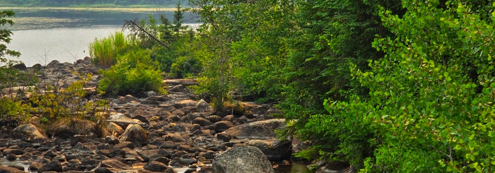 Nature representing new life, hope, growth, change, transition, flourishing, healing, wellness