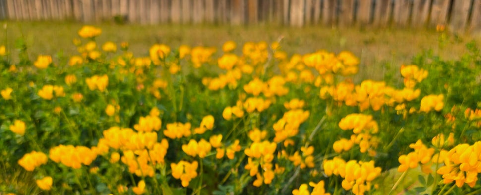 Flowers representing new life, hope, growth, change, transition, flourishing, healing, wellness