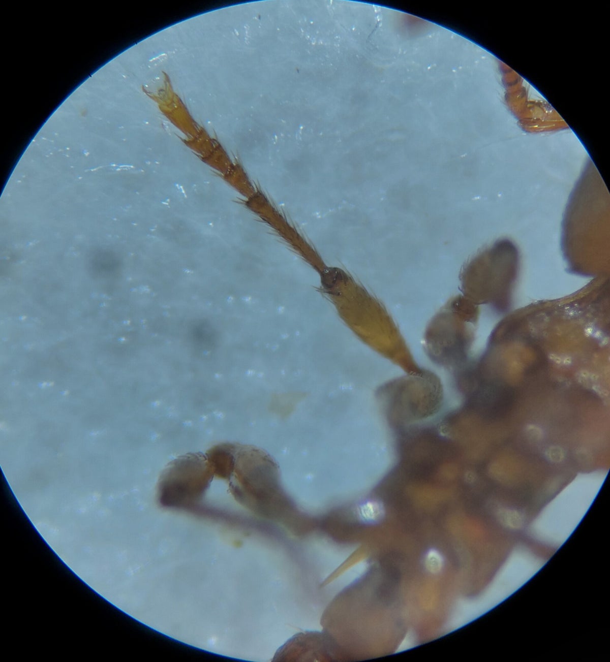 Fiche d'identification de Myrmica rugulosa en Belgique.