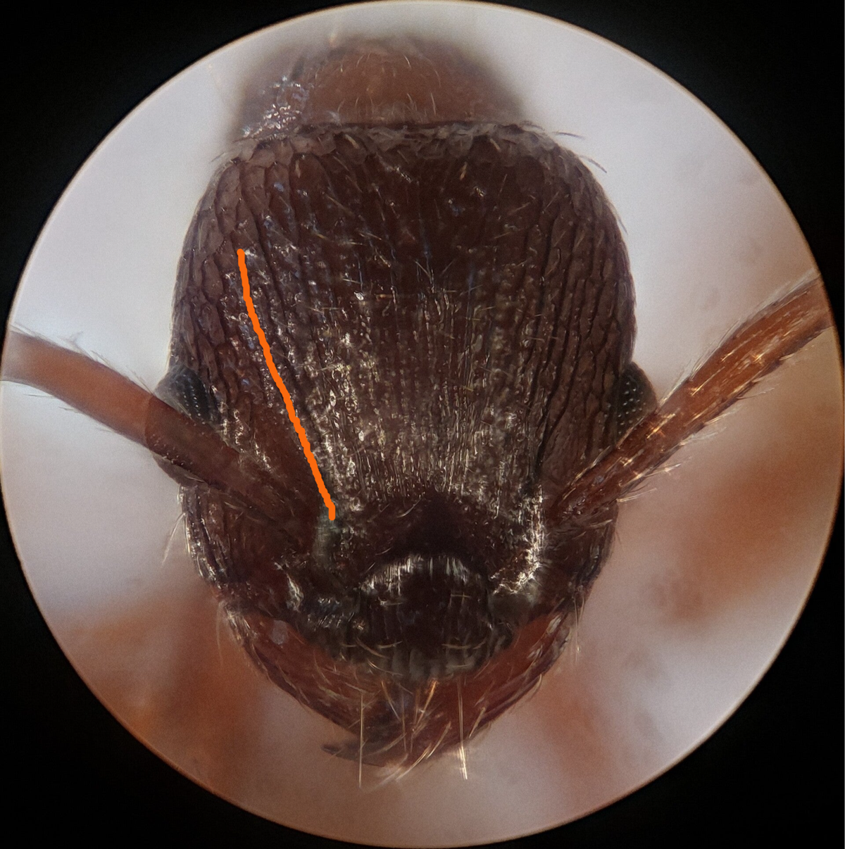 Fiche d'identification de Myrmica rugulosa en Belgique.