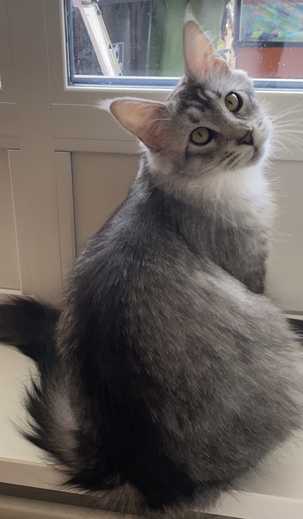 Elsa