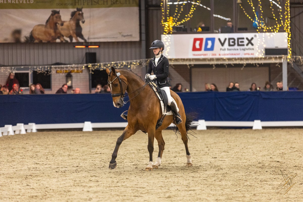 Sport horse and rider in competition