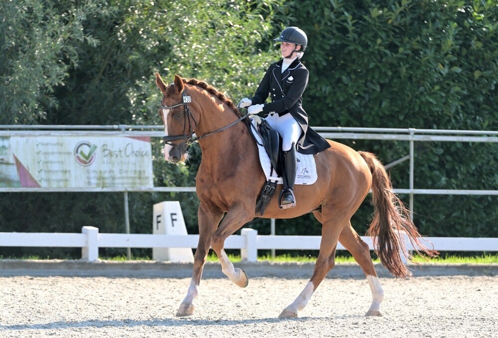 Horse and rider