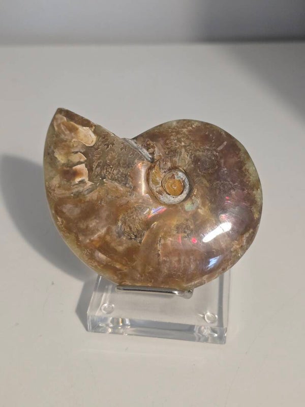 Ammonite Fossil Z563