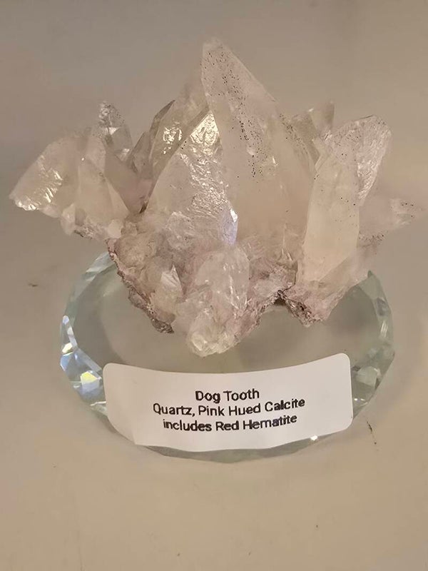 Dog Tooth R491