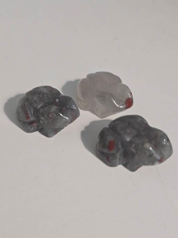 African Blood Mini Toad Z