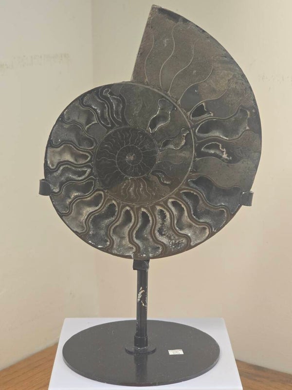 Black Amomite Fossil Z741