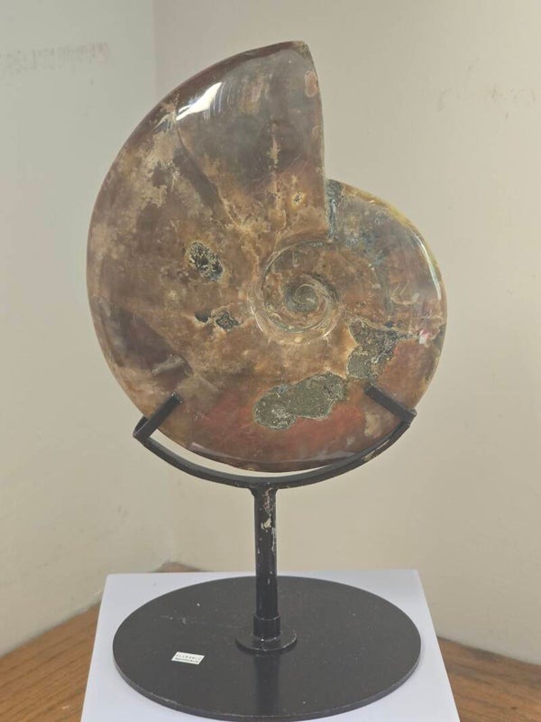 Large Statemenf Solid Fossil Z743