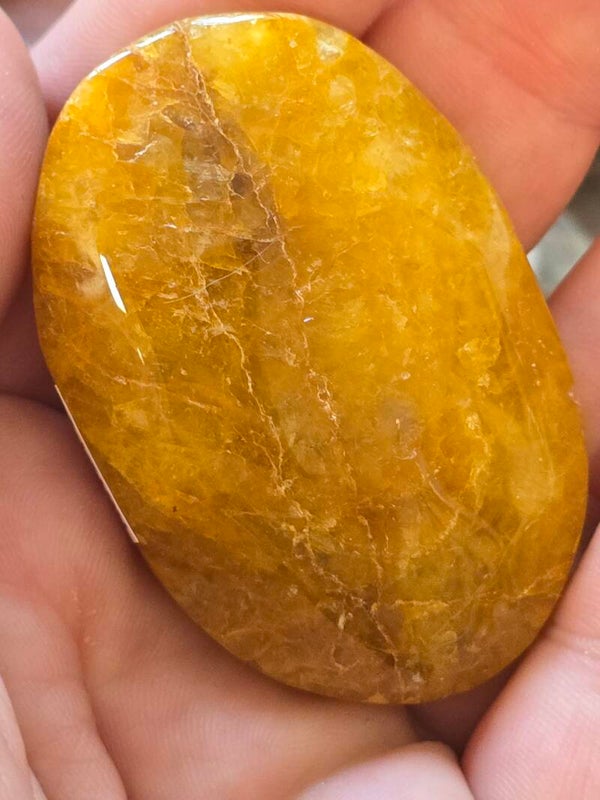 Golden Healer Palm R6121