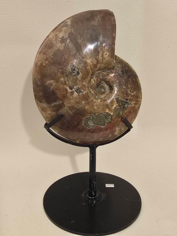 Ammonite Fossil Z743 640g