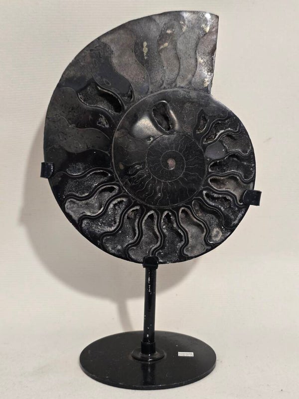 Ammonite On Custom Stand Z742