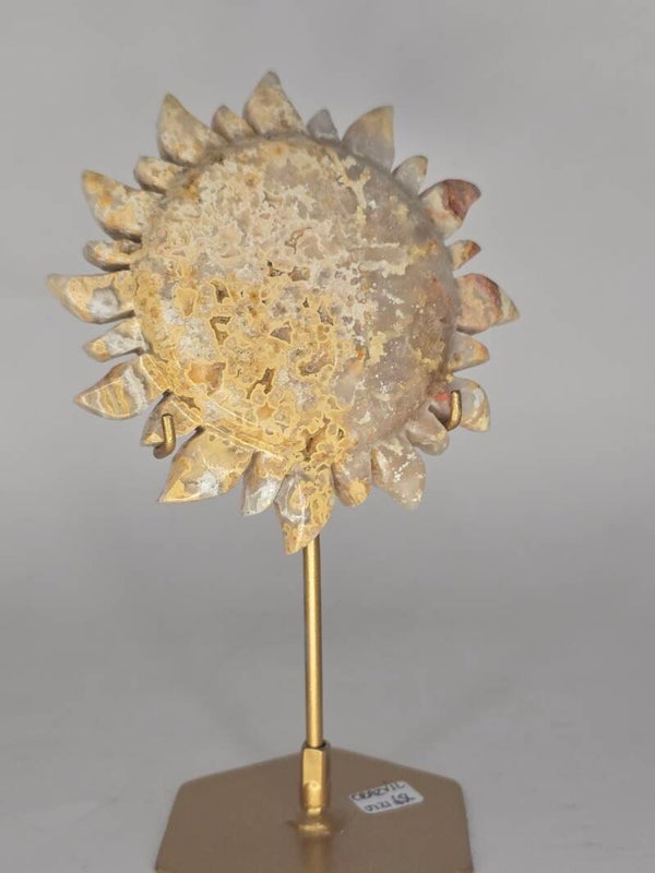 Indonesian Crazy Lace Sun On Stand JI21