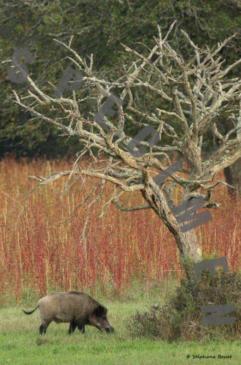 Sanglier2
