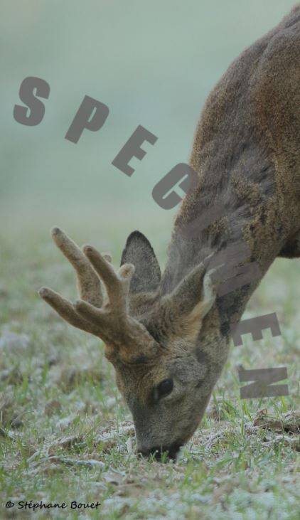 Chevreuil8