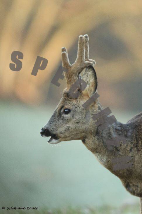 Chevreuil9