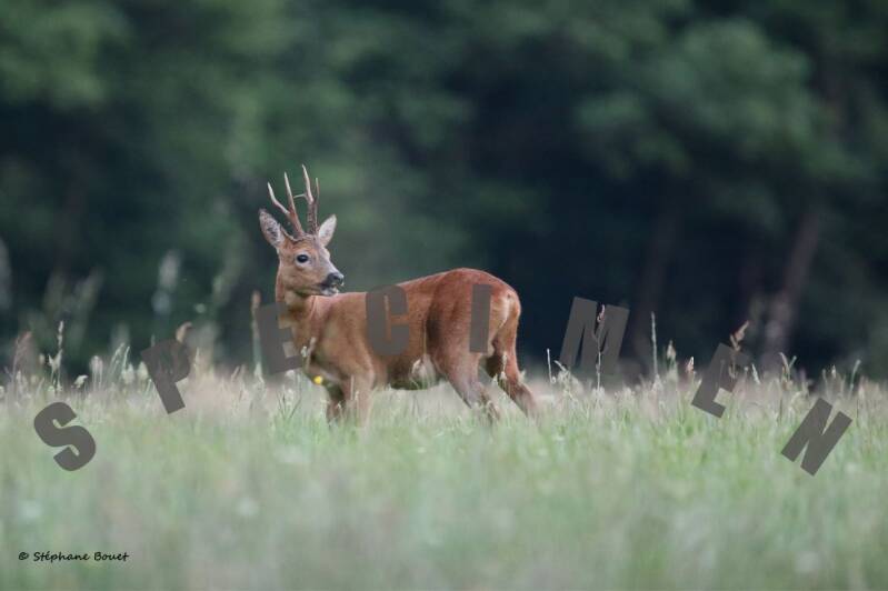 chevreuil17