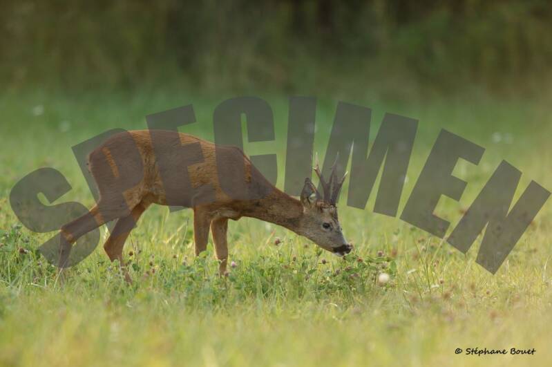 chevreuil28