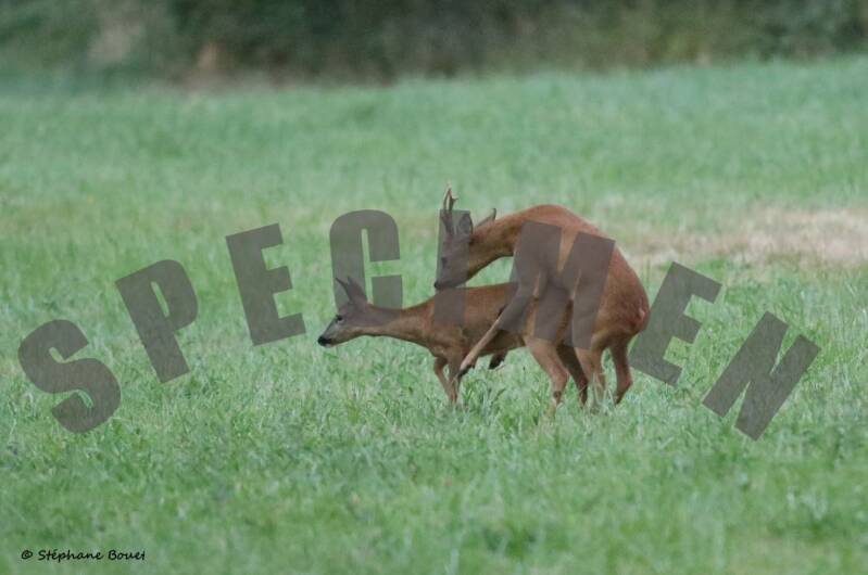 chevreuil31