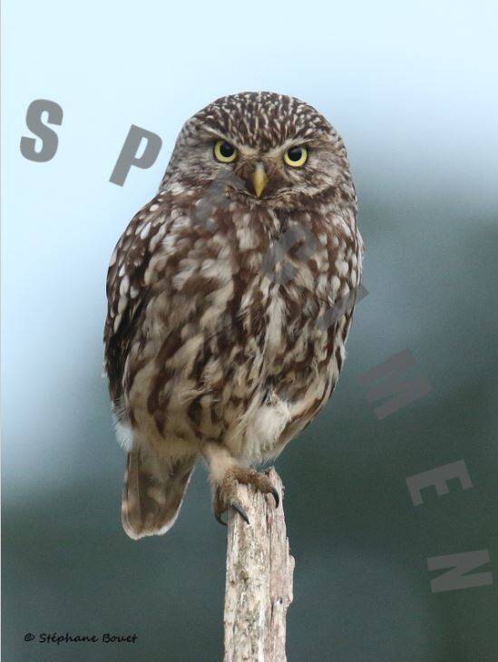 chouettechevechedathena1